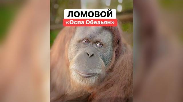 ЛОМОВОЙ - Оспа обезьян ЛОМОВОЙ - Оспа обезьян