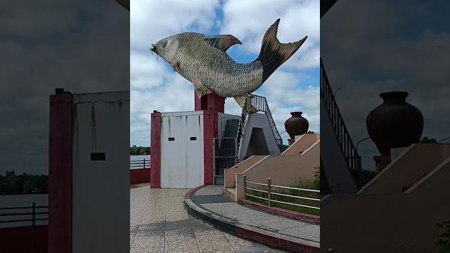 Ada yang tau ini ikan apa namanya??? #ikan #namaikan #kota #sampit #fyp #viral #viralvideo Ada yang tau ini ikan apa namanya??? #ikan #namaikan #kota #sampit #fyp #viral #viralvideo
