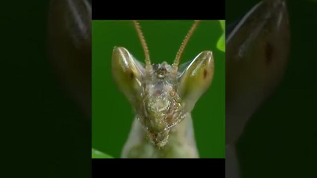 A terrible predator mantis. A terrible predator mantis.