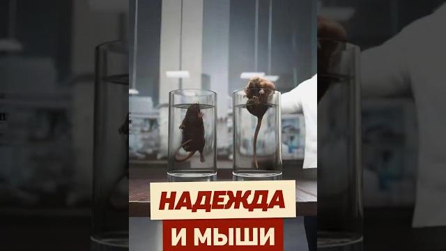 Как ВЕРА спасает жизнь? #интересно #эксперимент #психология #крыса #факты #наука #реддит #апвоут Как ВЕРА спасает жизнь? #интересно #эксперимент #психология #крыса #факты #наука #реддит #апвоут