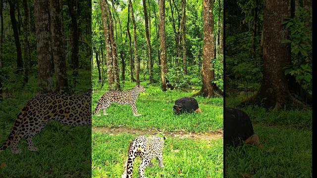 Tiger Attack A Jongli in Deep Jungle#3 #vfx#leopard#videos#shorts#reels#subscribe#trending Tiger Attack A Jongli in Deep Jungle#3 #vfx#leopard#videos#shorts#reels#subscribe#trending