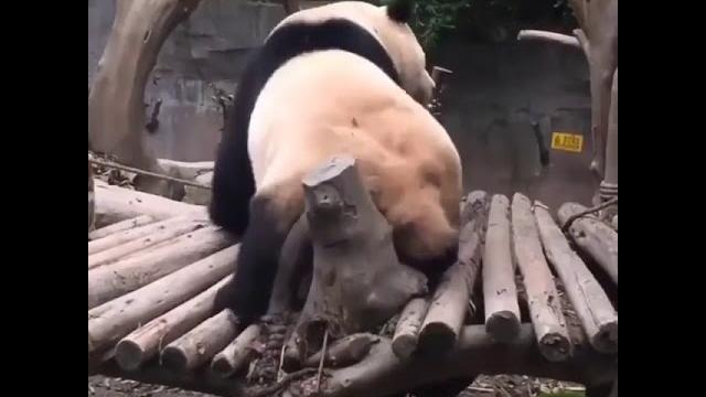 Twerking Panda Twerking Panda