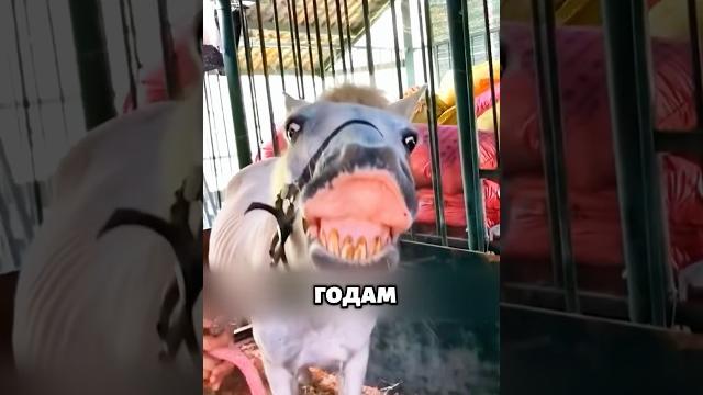Как определить возраст лошади? 🫣 #животные #милыеживотные Как определить возраст лошади? 🫣 #животные #милыеживотные