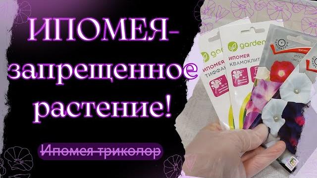 Ипомея трехцветная под запретом! Ипомея трехцветная под запретом!