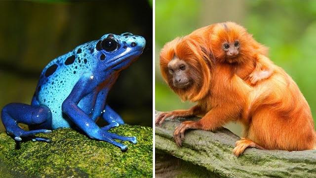Самые редкие животные Южной Америки Самые редкие животные Южной Америки