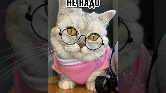 Смешные коты - Майя #кошка #кот #shorts Смешные коты - Майя #кошка #кот #shorts