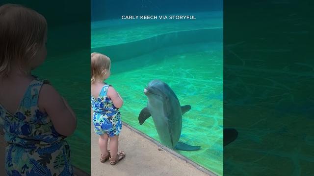 Dolphin delights toddler by stopping for 'chat' Dolphin delights toddler by stopping for 'chat'