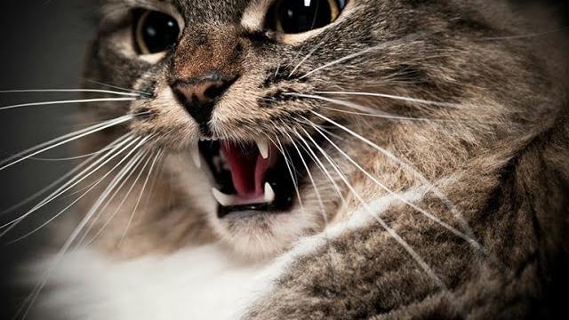 МЯУКАНЬЕ КОТА ВАША КОШКА БУДЕТ В ШОКЕ МЯУКАНЬЕ КОТА ВАША КОШКА БУДЕТ В ШОКЕ
