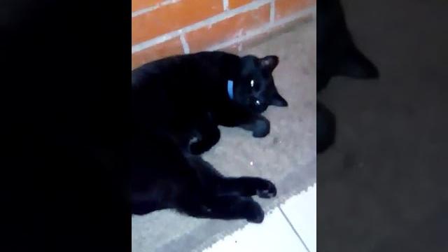 Кот в подъезде Кот в подъезде