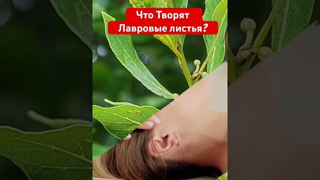 лавровые листья вред и польза #секретздоровья лавровые листья вред и польза #секретздоровья