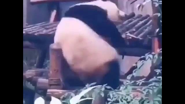 Twerking Panda Twerking Panda