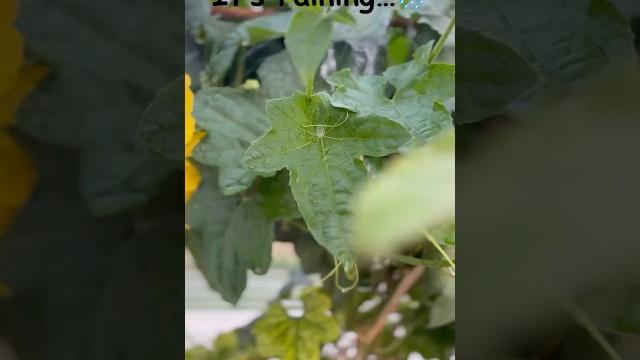Leaf + Rain + Painting Nee Singam Dhan #pathuthala #leaf #monsoon #shorts #ytshorts #art #tamilsong Leaf + Rain + Painting Nee Singam Dhan #pathuthala #leaf #monsoon #shorts #ytshorts #art #tamilsong