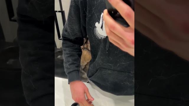 ЖИЗА ЕСЛИ У ТЕБЯ СОБАКА ХАСКИ ИЛИ МАЛАМУТ ! ЖИЗА ЕСЛИ У ТЕБЯ СОБАКА ХАСКИ ИЛИ МАЛАМУТ !