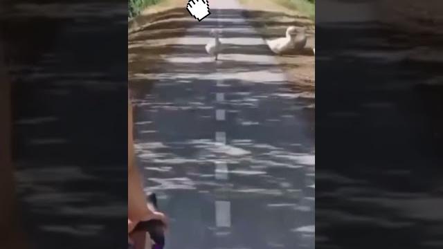 вот гусь #прикол #гусь #машина #крик вот гусь #прикол #гусь #машина #крик