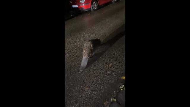 BOBER KURWA #meme #funny #animal BOBER KURWA #meme #funny #animal