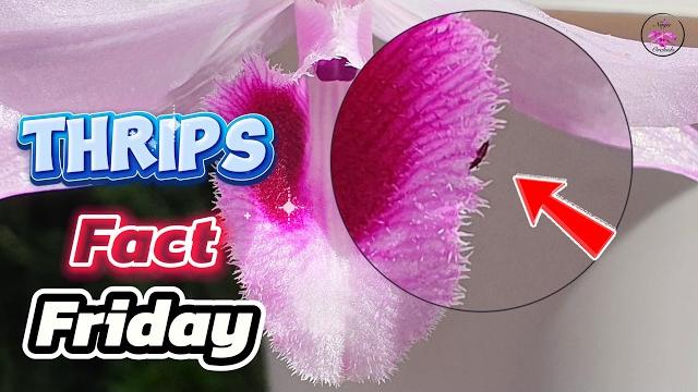 Thrips on Orchids & Houseplants | Signs Symptoms Identify, Treat & Prevent Damage! #ninjaorchids Thrips on Orchids & Houseplants | Signs Symptoms Identify, Treat & Prevent Damage! #ninjaorchids