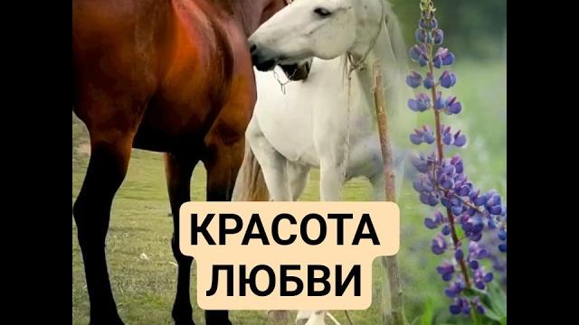 КРАСОТА ЛЮБВИ #лошади #музыка #природа КРАСОТА ЛЮБВИ #лошади #музыка #природа