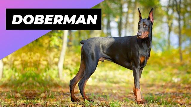 Doberman One Of The Most Intelligent Dog Breeds In The World! Doberman One Of The Most Intelligent Dog Breeds In The World!