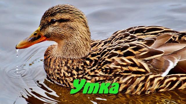 Детям про уток Детям про уток