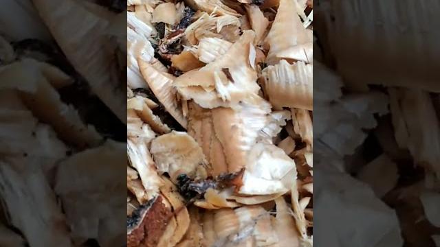 Бобры грызут деревья Бобры грызут деревья