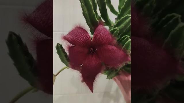 Stapelia Grandiflora цветет | В СМЫСЛЕ, ЭТО НЕ КАКТУС?! | Stapelia Grandiflora blooming | #stapelia Stapelia Grandiflora цветет | В СМЫСЛЕ, ЭТО НЕ КАКТУС?! | Stapelia Grandiflora blooming | #stapelia