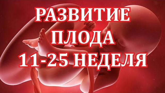 Развитие Плода 11-25 Неделя Беременности. Развитие Плода 11-25 Неделя Беременности.