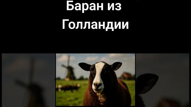 Баран производитель с Голландии. Полное видео на канале #овцеводство #бараны #баран #цвартблес #овца Баран производитель с Голландии. Полное видео на канале #овцеводство #бараны #баран #цвартблес #овца