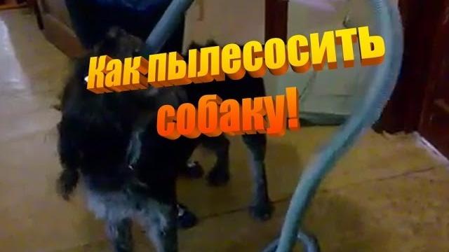 Собака и пылесос! Смотреть! Ржака! Собака и пылесос! Смотреть! Ржака!