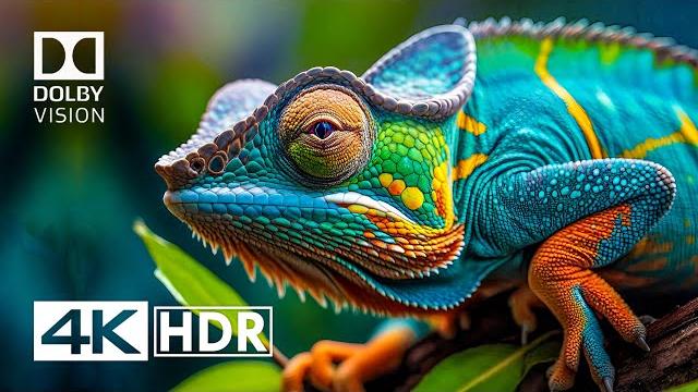 4K HDR Video ULTRA HD 120 FPS - Dolby Vision 4K HDR Video ULTRA HD 120 FPS - Dolby Vision