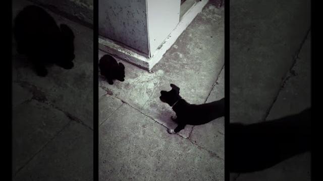 Приколы с таксой Приколы с таксой