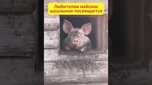 Вспомни это видео, когда захочешь #шашлык #мясо #природа #хрюшка #свинья #отдых #юмор #советы Вспомни это видео, когда захочешь #шашлык #мясо #природа #хрюшка #свинья #отдых #юмор #советы