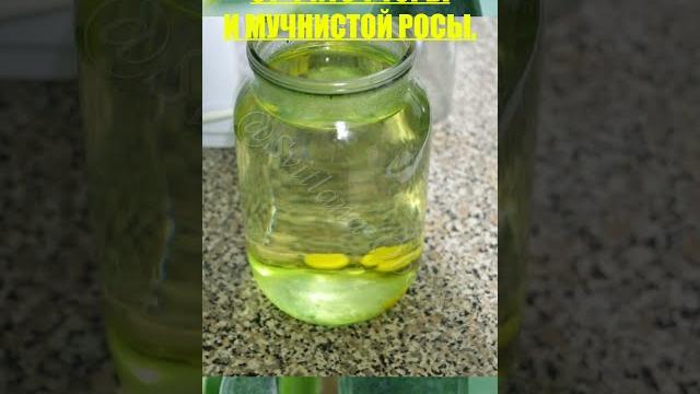 АПТЕЧНАЯ СУПЕР СМЕСЬ ОТ ФИТОФТОРЫ,МУЧНИСТОЙ РОСЫ#Shorts АПТЕЧНАЯ СУПЕР СМЕСЬ ОТ ФИТОФТОРЫ,МУЧНИСТОЙ РОСЫ#Shorts