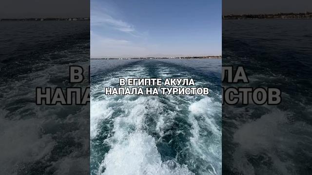 В Египте акула напала на туристов В Египте акула напала на туристов