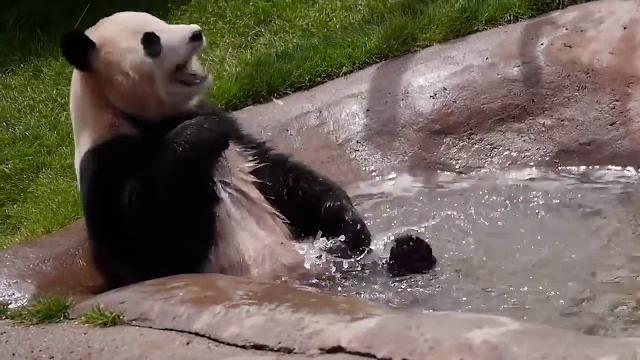 Panda - Funny, Cute, Fails, Stupid. Compilation - (2020) Panda - Funny, Cute, Fails, Stupid. Compilation - (2020)