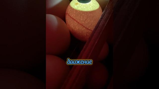 Как и зачем определить неоплод, а надо ли? 7й день инкубации #домуреки #жизньвдеревне #инкубацияяиц Как и зачем определить неоплод, а надо ли? 7й день инкубации #домуреки #жизньвдеревне #инкубацияяиц