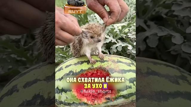 ЁЖИК ПРИХОДИЛ НА ЕЁ БАХЧУ И ЕЛ АРБУЗЫ КАЖДЫЙ ДЕНЬ! ЁЖИК ПРИХОДИЛ НА ЕЁ БАХЧУ И ЕЛ АРБУЗЫ КАЖДЫЙ ДЕНЬ!