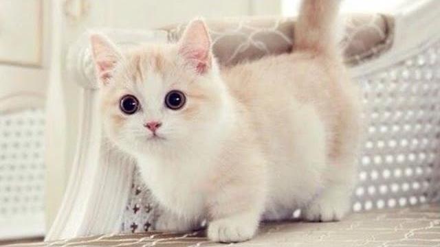 CUTE AND FUNNY MUNCHKIN CATS COMPILATION CUTE AND FUNNY MUNCHKIN CATS COMPILATION