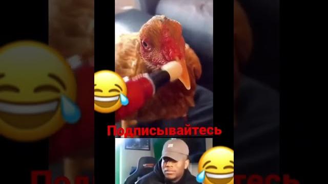 Накрасил курицу. Получилось прикольно #курица #подпишисьнамойканал #рекомендации #юмор #shorts Накрасил курицу. Получилось прикольно #курица #подпишисьнамойканал #рекомендации #юмор #shorts