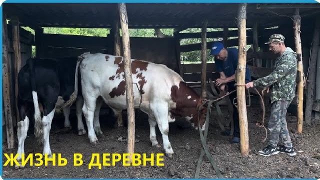 Сдали последних быков и результатом довольны, жизнь в деревне Сдали последних быков и результатом довольны, жизнь в деревне