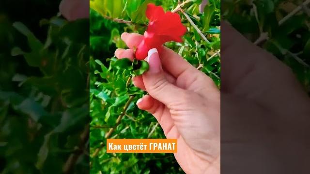 Как цветëт ГРАНАТ. #гранат Как цветëт ГРАНАТ. #гранат