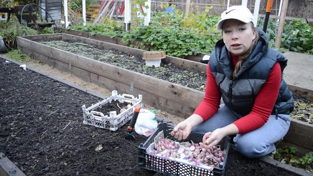 Когда и как сажать чеснок под зиму Когда и как сажать чеснок под зиму