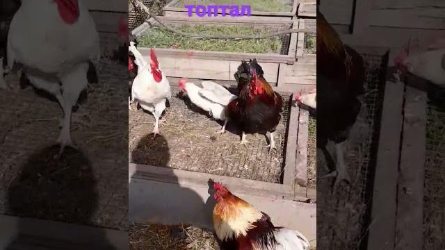 Как петух курей точут Как петух курей точут