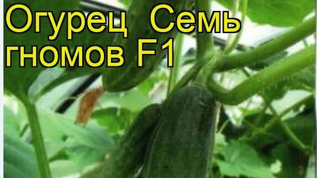 Огурец Семь гномов. Краткий обзор, описание характеристик, где купить семена cucumis sativus Огурец Семь гномов. Краткий обзор, описание характеристик, где купить семена cucumis sativus