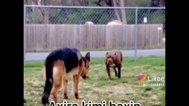 Питбуль vs Немецкий овчарка Питбуль vs Немецкий овчарка