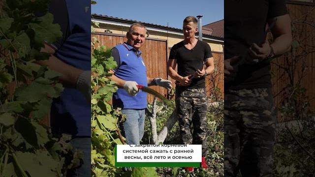 Не высаживайте саженцы, пока не посмотрите это видео! Как правильно определить время для посадки? Не высаживайте саженцы, пока не посмотрите это видео! Как правильно определить время для посадки?