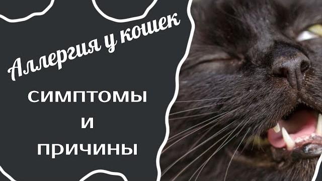 Аллергия у кошек.Симптомы и причины. Аллергия у кошек.Симптомы и причины.
