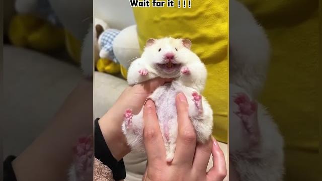 Funny hamsters #funny Funny hamsters #funny