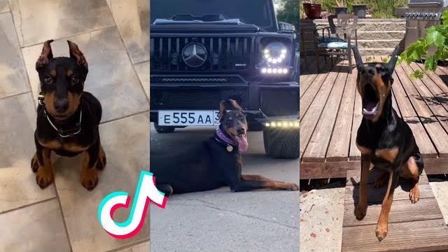 Dobermans are Badass and Cute - Tiktok Compilation! #2 Dobermans are Badass and Cute - Tiktok Compilation! #2
