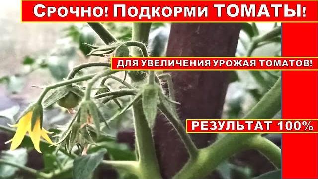 СУПЕР ПОДКОРМКА ДЛЯ УВЕЛИЧЕНИЯ УРОЖАЯ ПОМИДОРОВ!ВНЕСИТЕ ЙОД И БОРНАЯ КИСЛОТА ДЛЯ ТОМАТОВ! СУПЕР ПОДКОРМКА ДЛЯ УВЕЛИЧЕНИЯ УРОЖАЯ ПОМИДОРОВ!ВНЕСИТЕ ЙОД И БОРНАЯ КИСЛОТА ДЛЯ ТОМАТОВ!