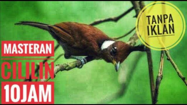 Masteran Cililin Durasi Panjang 10 Jam|Jernih|Nembak Roll|Gacor Masteran Cililin Durasi Panjang 10 Jam|Jernih|Nembak Roll|Gacor